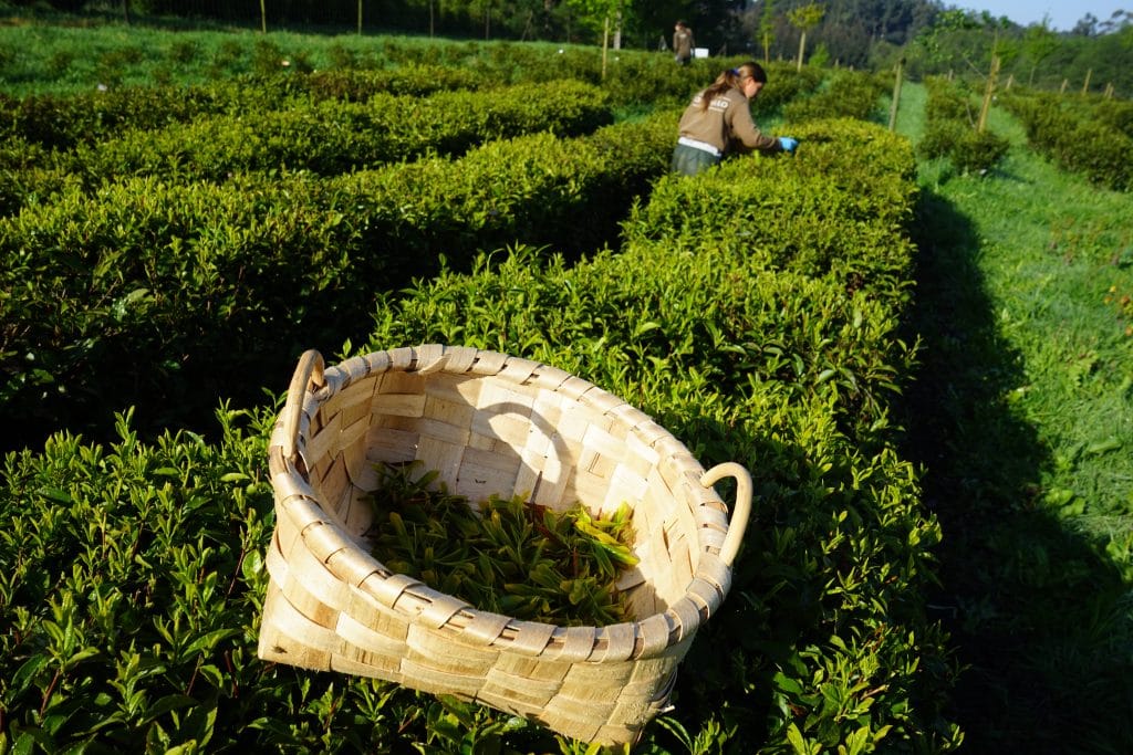 Cesta de té de Galicia. Tenemos té verde, té negro y té blanco cultivado en Galicia a la venta