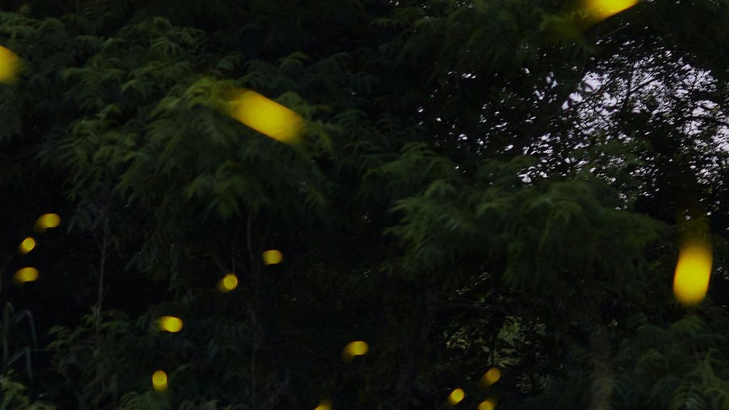 Luciérnagas brillando en la oscuridad del bosque